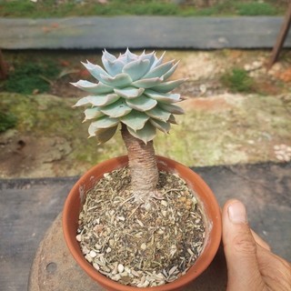 Sen đá cổ thụ hồng phấn Đà Lạt