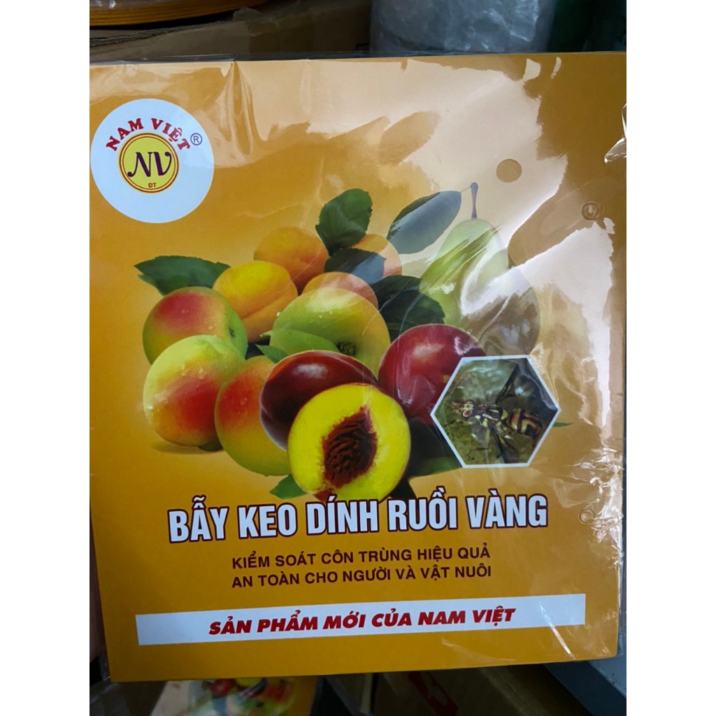 10 miếng dán bẫy ruồi vàng siêu dính