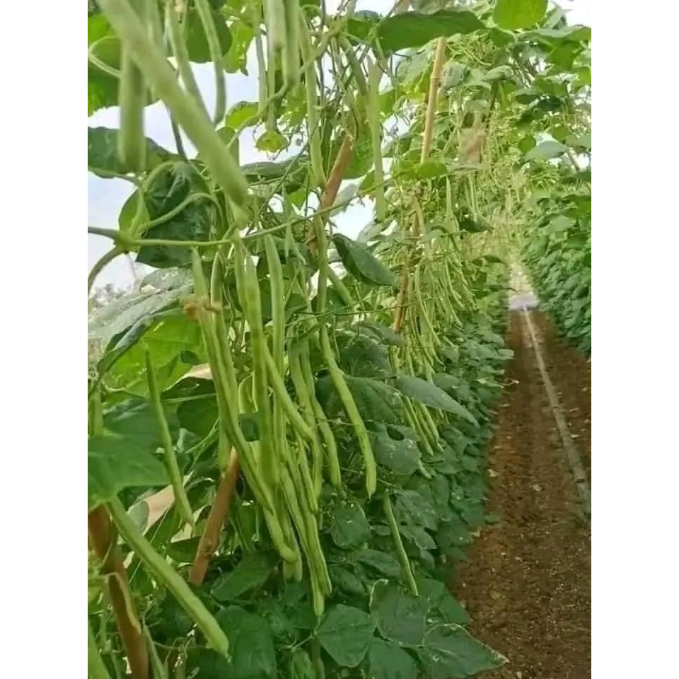 1 LẠNG HẠT GIỐNG ĐỖ CO VE LEO GIÀN SIÊU TRÁI