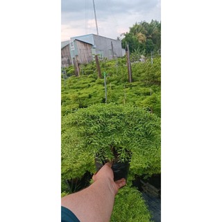 mai chiếu thủy lá rêu