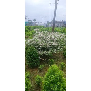 mai chiếu thủy giống