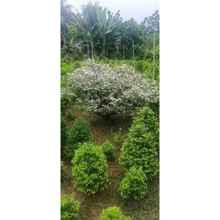 Mai chiếu thủy tuyết