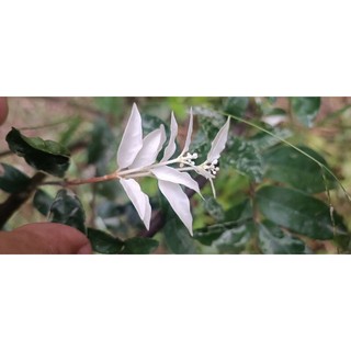 Mai chiếu thủy tuyết