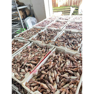 Mực sim hấp sẵn 1kg (giao tphcm)