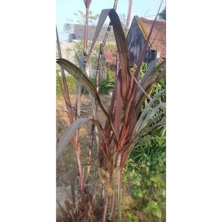 1kg cây mía tía, mía bách giải khô lh 0355276899