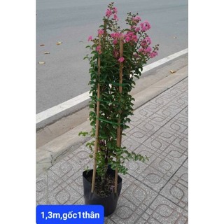 (VHST giao TP.HCM trong ngày) CÂY HOA TƯỜNG VI đang hoa.