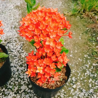 Cây Trang Phụng Hoàng Lửa - cây cảnh để bàn