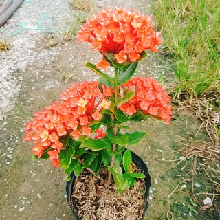 Cây Trang Phụng Hoàng Lửa - cây cảnh để bàn