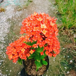 Cây Trang Phụng Hoàng Lửa - cây cảnh để bàn