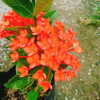 Cây Trang Phụng Hoàng Lửa - cây cảnh để bàn