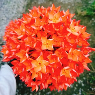 Cây Trang Phụng Hoàng Lửa - cây cảnh để bàn