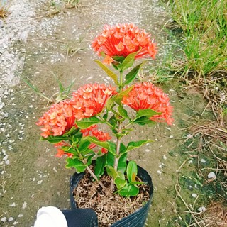 Cây Trang Phụng Hoàng Lửa - cây cảnh để bàn