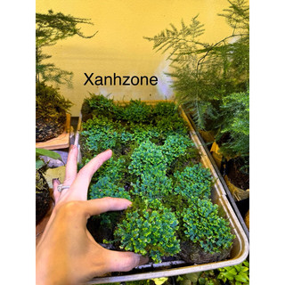 Quyển bá móc. set hồ bán cạn, terrarium, non bộ, tiểu cảnh