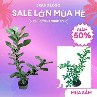 Combo 1 chúc cao và 3 cây chúc lỡ