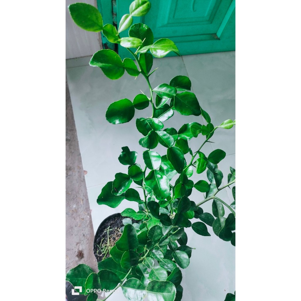 Combo 1 chúc cao 220k và 3 cây chúc lỡ.