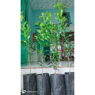 Combo 1 chúc cao 220k và 3 cây chúc lỡ.