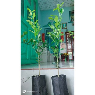 Combo 1 chúc cao 220k và 3 cây chúc lỡ.