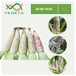 Hạt giống bắp nếp tím dẻo 15gr - hạt giống king phương đông
