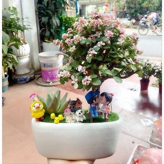 Tiểu cảnh chậu thuyền 18x9cm mix cây sen đá đô la