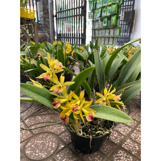 Cattleya mini Phượng hoàng lửa hoa thơm siêng hoa