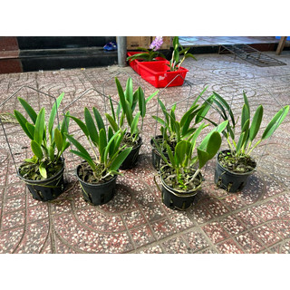 cattleya mini Phượng hoàng lửa hoa thơm siêng hoa