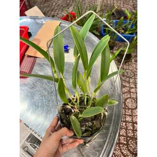 cattleya mini Phượng hoàng lửa hoa thơm siêng hoa