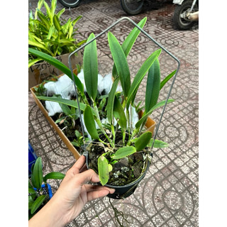 cattleya mini Phượng hoàng lửa hoa thơm siêng hoa
