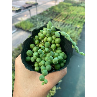 Sen đá sedum giọt nước size bầu 5cm hư 1 đổi 1