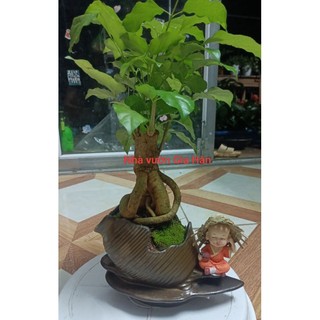 Cây hạnh phúc bonsai tiểu cảnh kèm chậu sứ siêu dày,đẹp