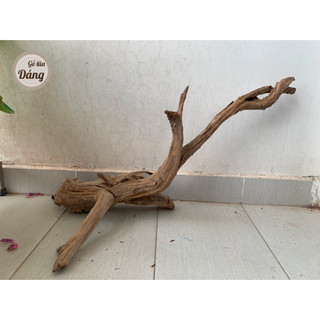 Lũa cầu vồng, lũa cho bể lớn siêu đẹp cho bể từ 90cm đến 150cm
