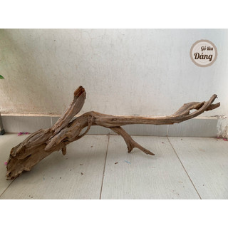 Lũa cầu vồng, lũa cho bể lớn siêu đẹp cho bể từ 90cm đến 150cm