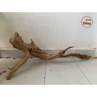Lũa cầu vồng, lũa cho bể lớn siêu đẹp cho bể từ 90cm đến 150cm