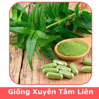 Hạt giống cây xiên tâm liên dể trồng-gói 50 hạt-tặng kèm gói phân bón