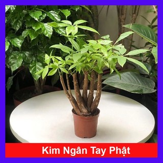 Cây Kim Ngân Tay Phật - cây cảnh phong thủy để bàn mang may mắn tài lộc