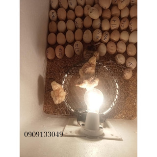 Máy ấp trứng đa năng thông minh ấp được tất cả các loại trứng gia cầm .bảo hành 2 năm