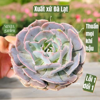 Sen đá bắp cải light purple SONDA GARDEN size trung bình 10cm, cây cảnh trang trí nhà cửa, lỗi 1 đổi 1
