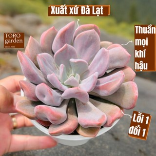 Sen đá cúc hột size trung bình 10cm, cây cảnh trang trí nhà cửa, lỗi 1 đổi 1
