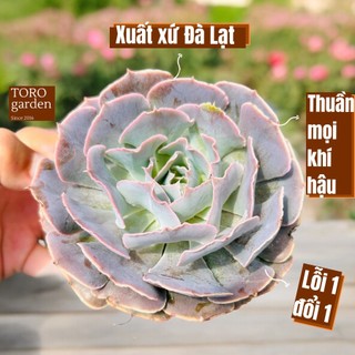 Sen đá bắp cải light purple Đà Lạt size trung bình cây cảnh trang trí nhà cửa Toro garden