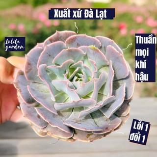 Sen đá bắp cải light purple Đà Lạt size trung bình cây cảnh trang trí nhà cửa Lolita garden