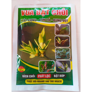 Vua bật chồi mập cọng, lớn lá, bung đọt