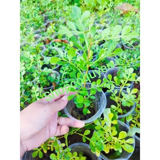 Cây Quách giống