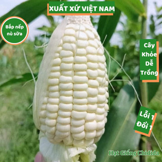 Hạt giống bắp nù sữa ngô nếp nù sữa 1kg loại bắp mini vừa dẻo vừa ngọt giống chịu hạn năng suất cao Hạt giống Chidida