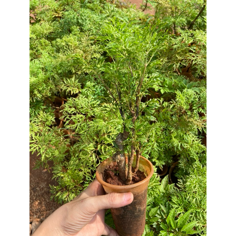 Cây sâm đinh lăng (đinh lăng lá nếp)