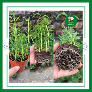 Giống hoa mười giờ Trung Quốc siêu bông hoa to nở cả ngày, sẵn nụ, sống lâu năm, dễ chăm cực