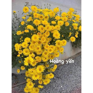 Cây giống cúc chi rủ hoa to