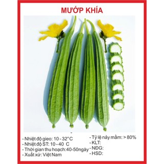 Hạt Giống Mướp Khía thái lan -gói 10 Hạt