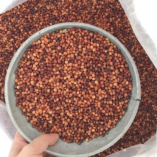Hạt giốn đậu săng,đậu triều, đậu chiều, mộc đậu, đậu chè- gói 500gram