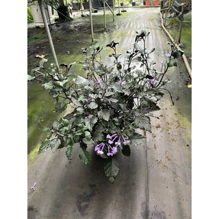 Chậu mềm Mona Lavender - Hoa Mona Lavender