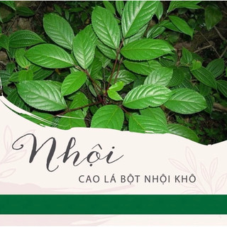 chuyên sỉ Bột Nhội (cao lá nhội khô)