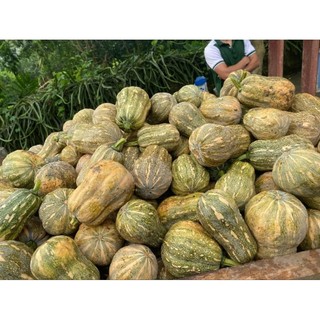Hạt giống bí đỏ hạt đậu gói 20 hạt